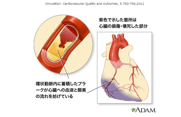 心臓血管の図